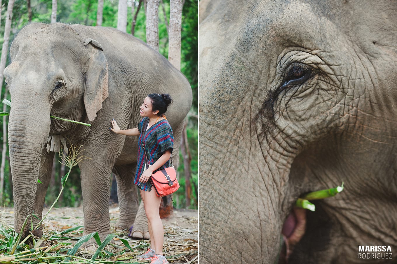 a day with elephants_elephant jungle sanctuary_chiang mai