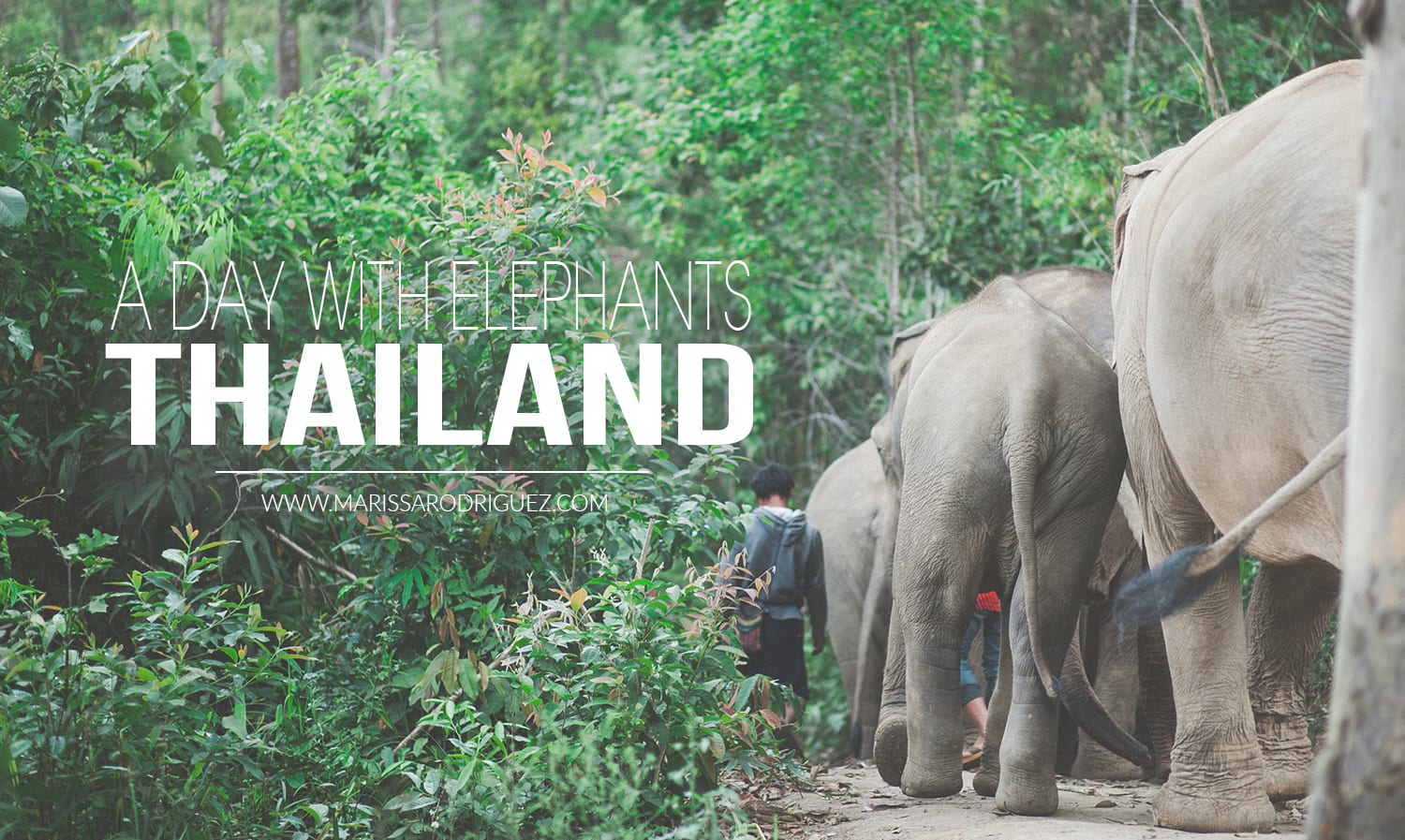 a day with elephants_thailand_omg- ELEPHANTS THIALAND