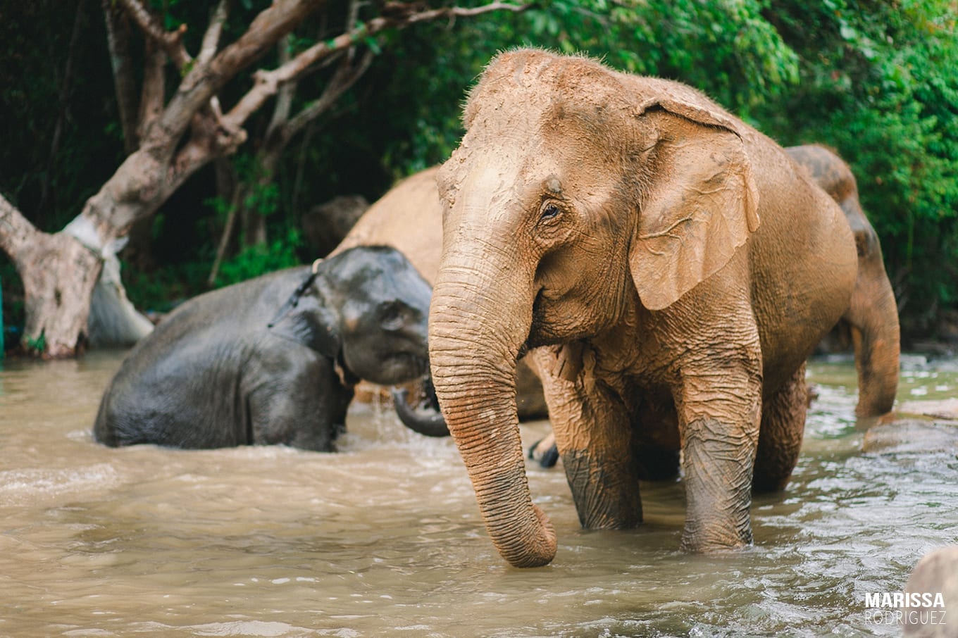 bathing elephants in river