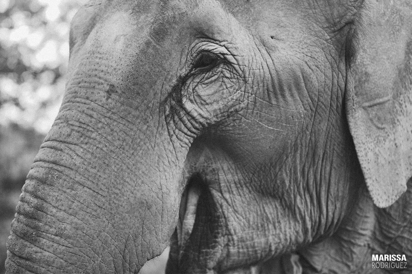 black and white elephant portrait_elephant jungle sanctuary
