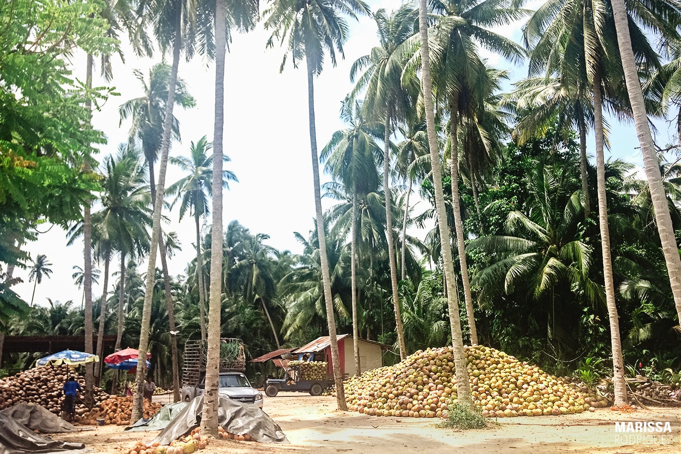 coconut trees_coconut palms_coconuts everywhere
