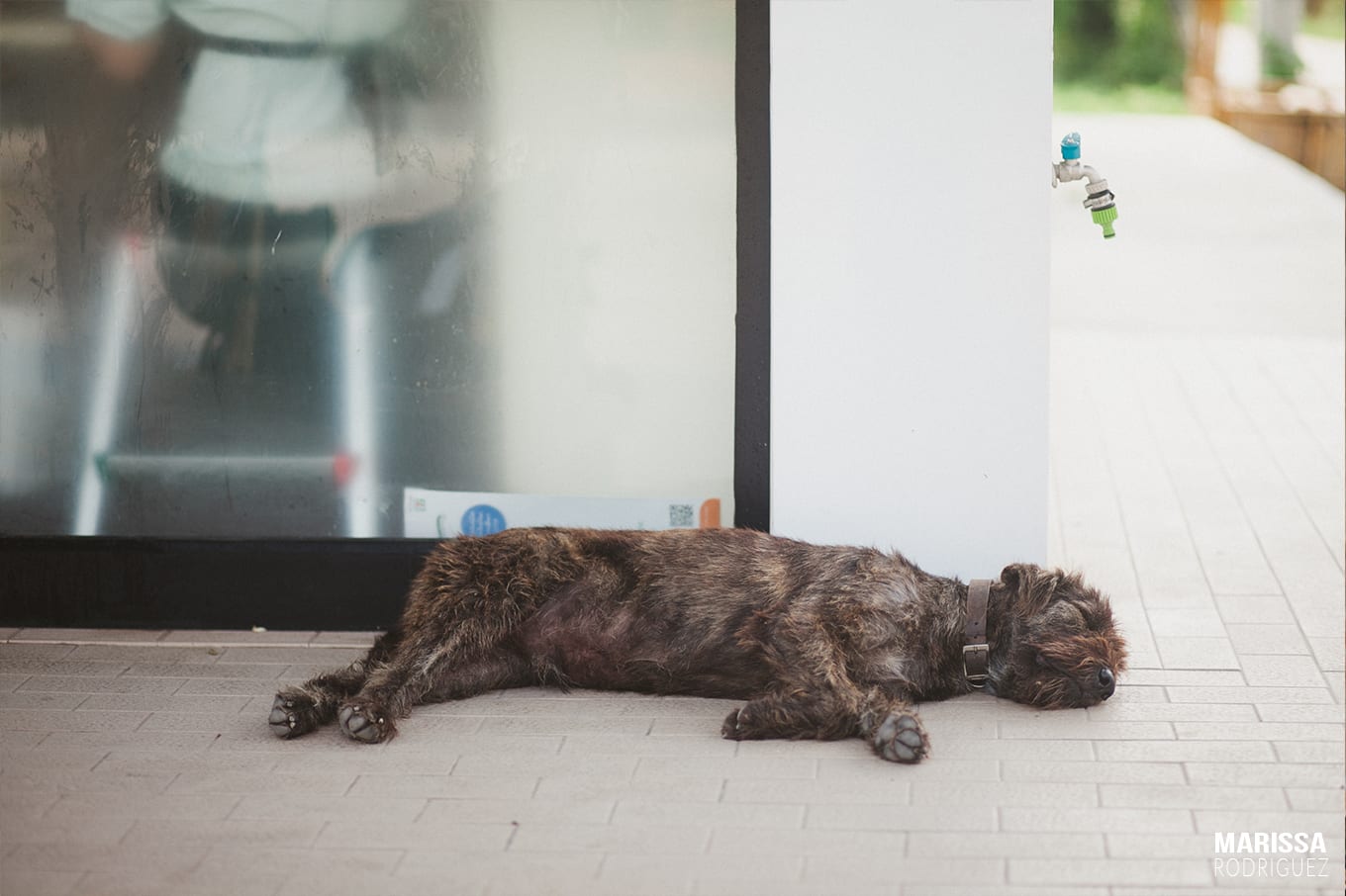 cute dog in ko samui_thailand_sanctuary