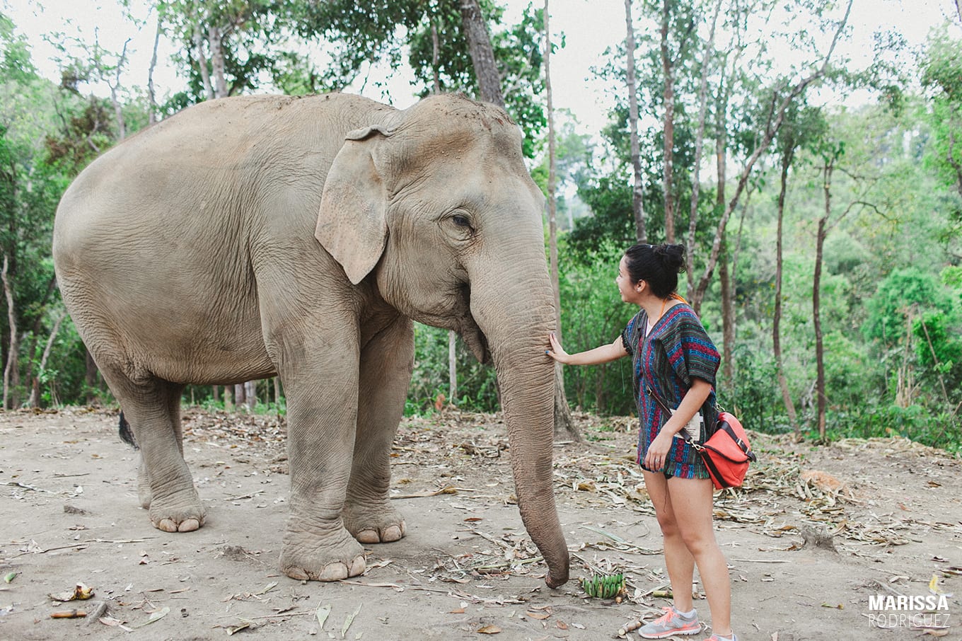 elephant jungle sanctuary_thailand_dont ride elephants_