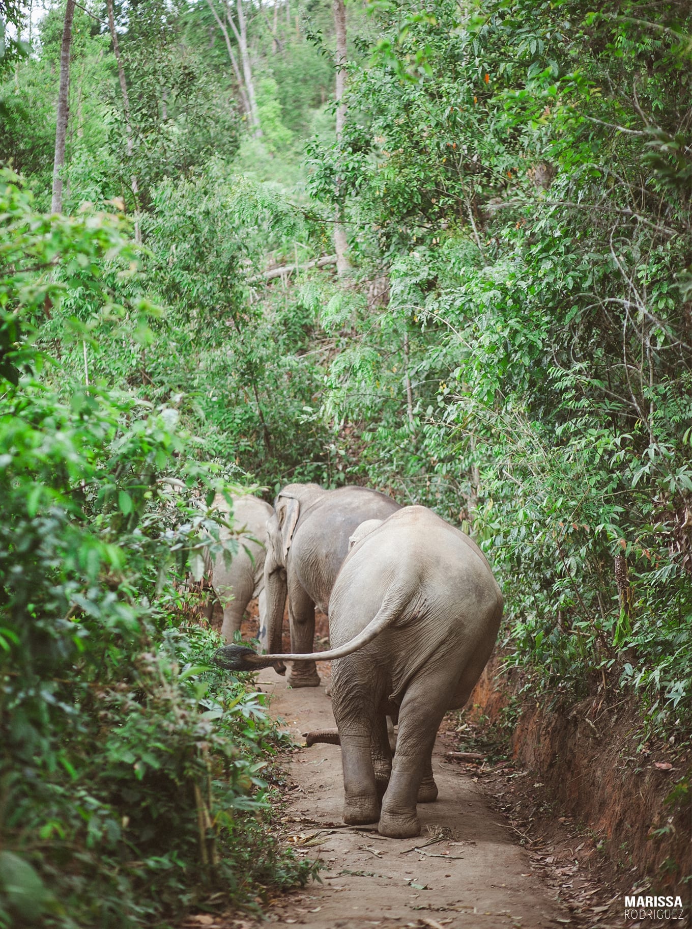 elephant sanctuary_chiang mai_animal jungle_travel