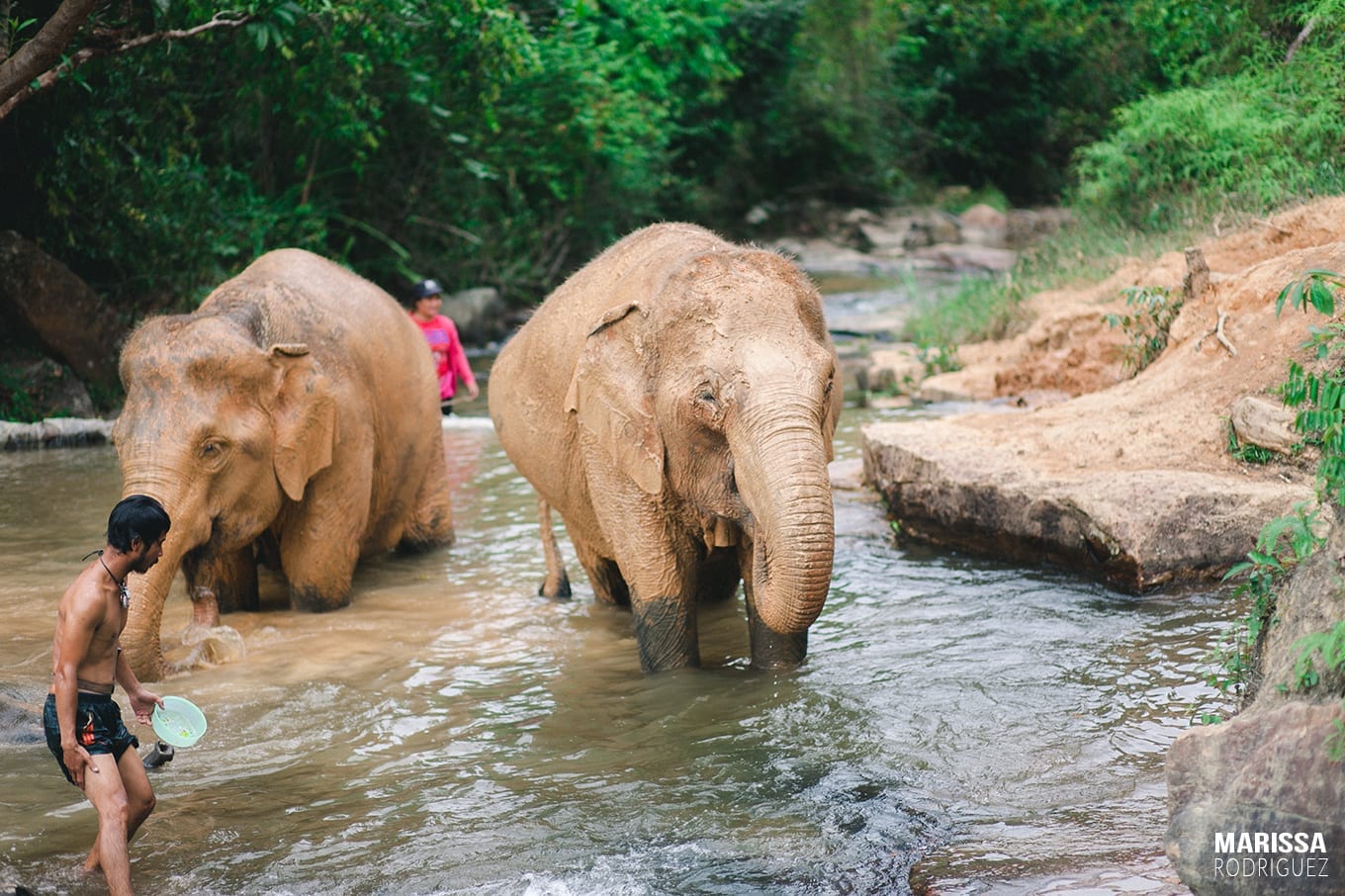 elephant shower_elephant jungle sanctuary_thailand