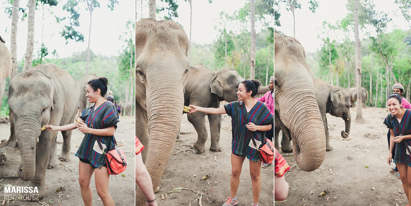 feeding elephants in thailand