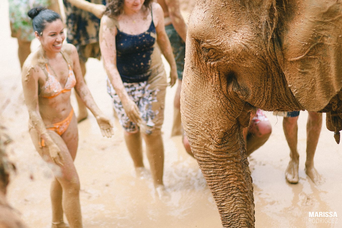 mud bath with elephants_bath with elephants