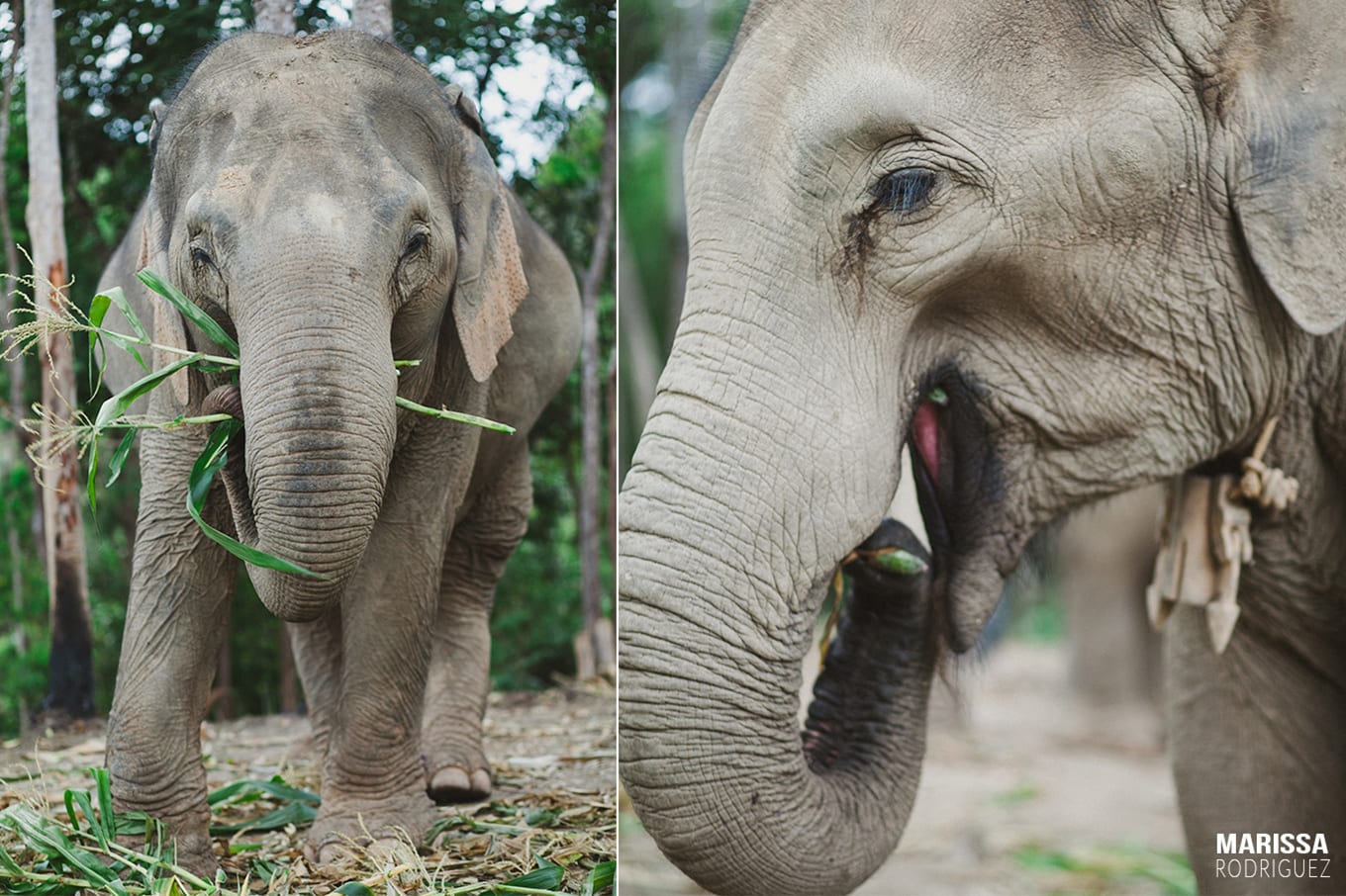 pregnant elephant_thailand_elephant sanctuary_see elephants ethical