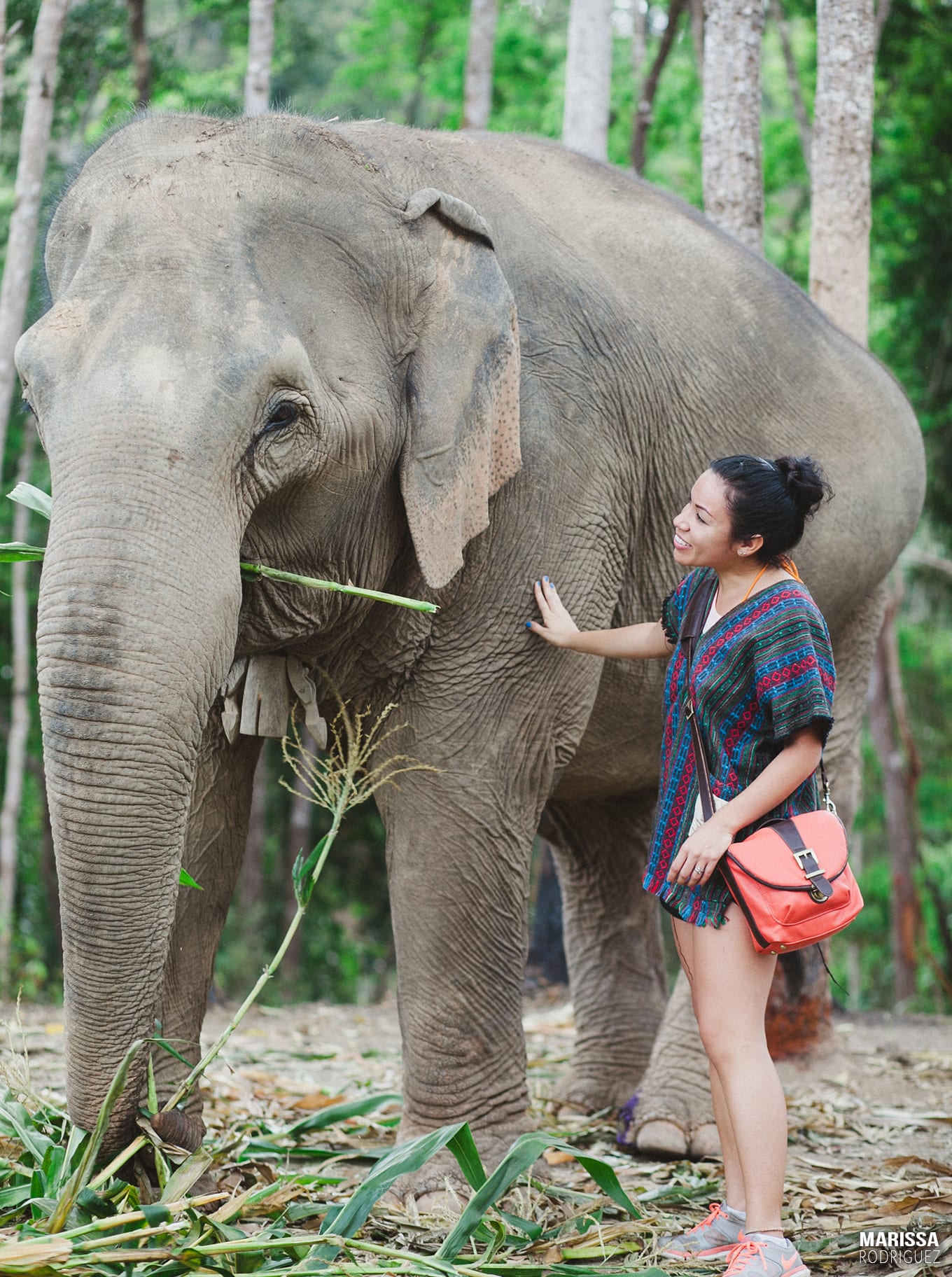 thailand summary_elephants_sanctuary