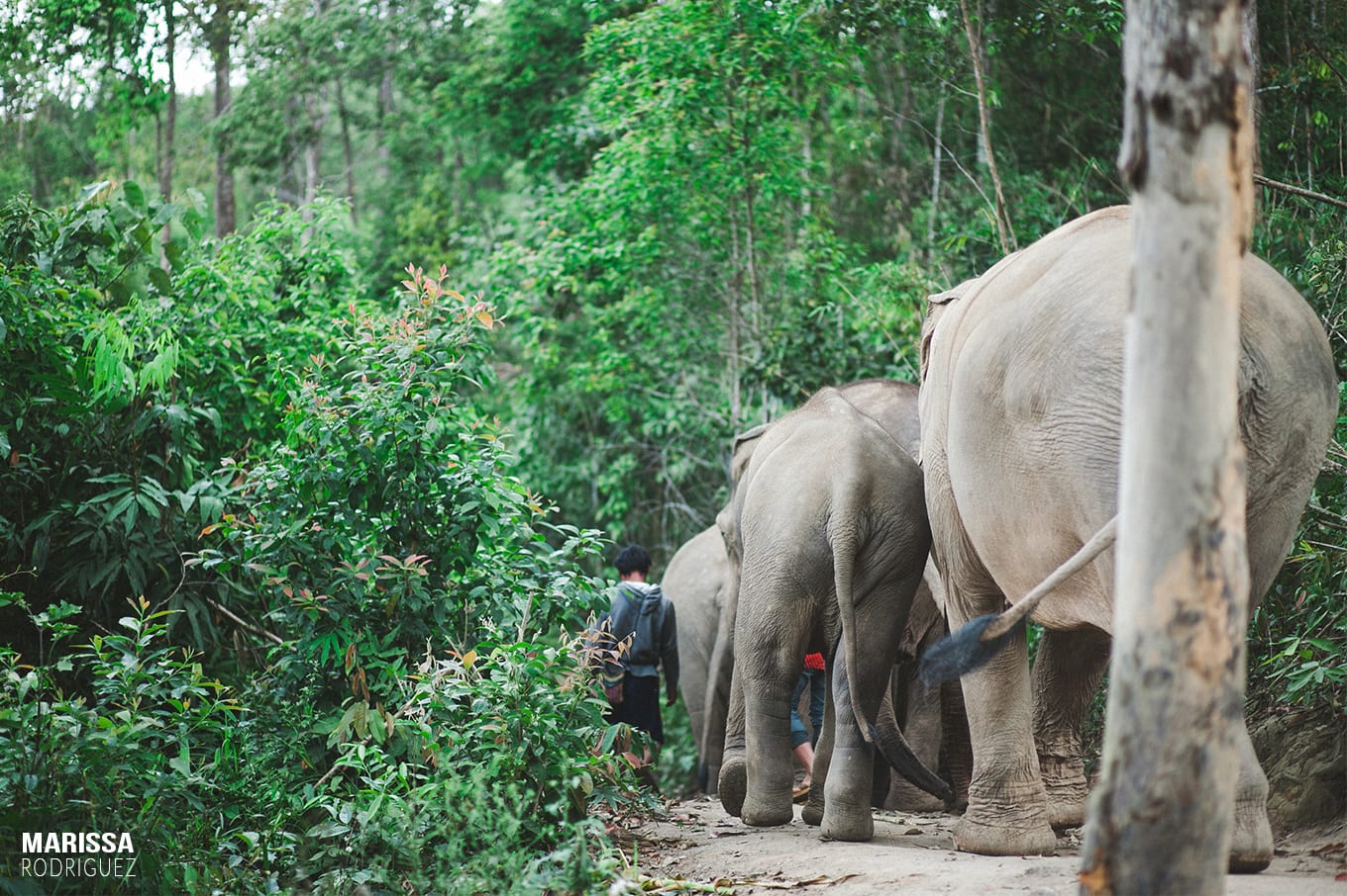 walking with elephants in the jungle